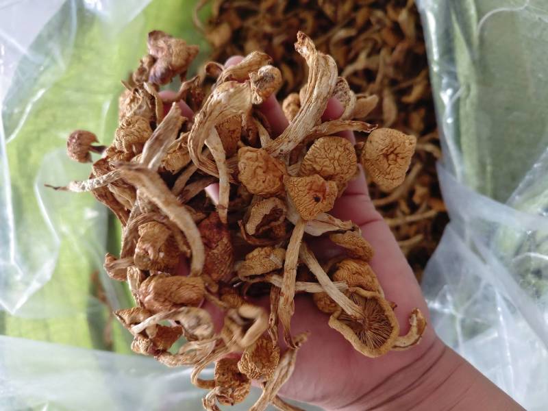 滑子菇