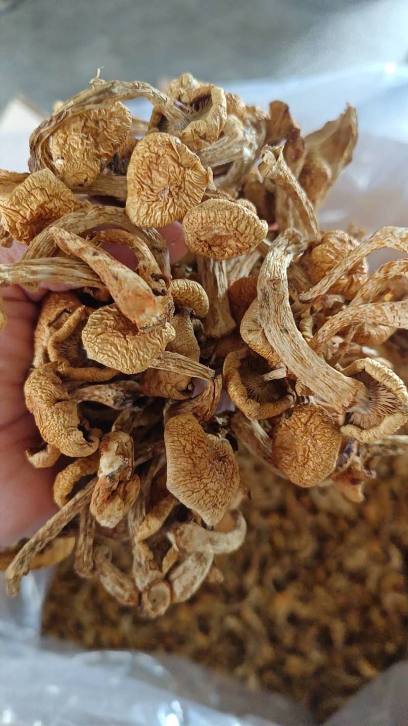 滑子菇