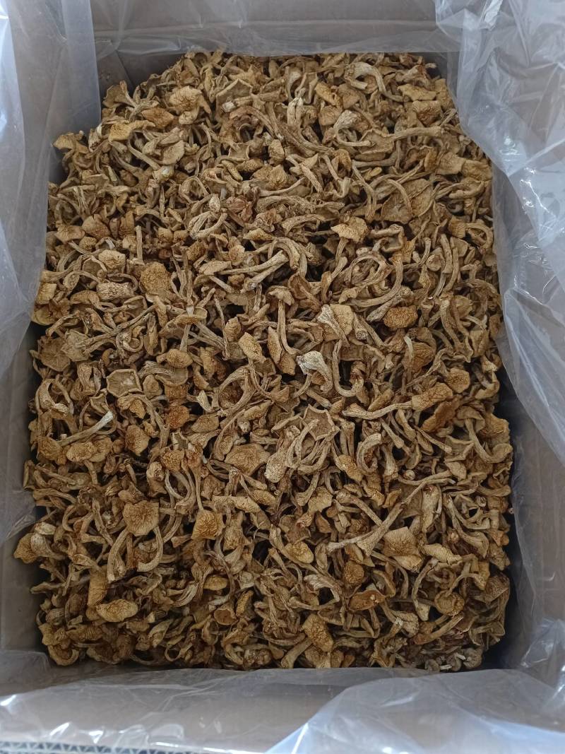 滑子菇