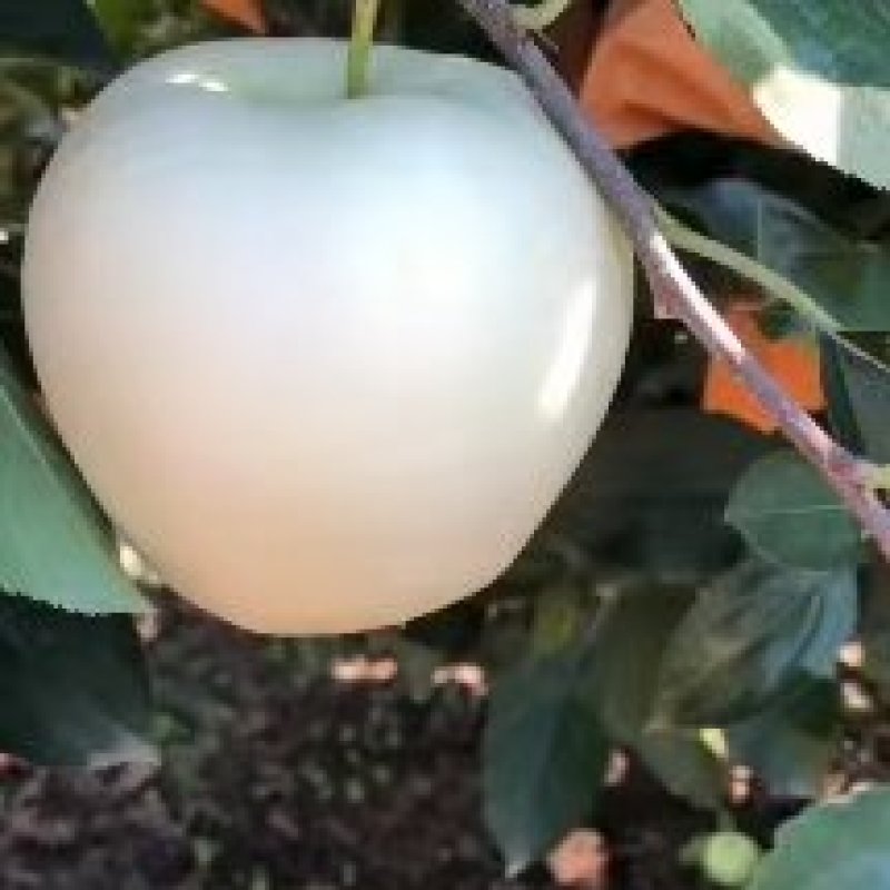 精品黄元帅