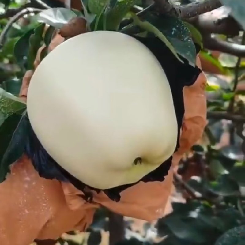 精品黄元帅