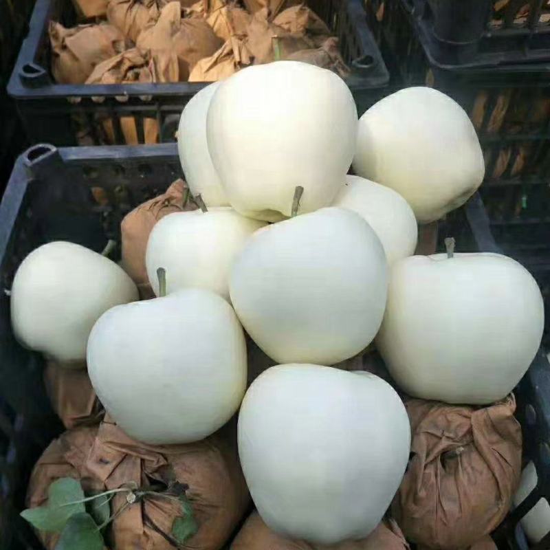 精品黄元帅