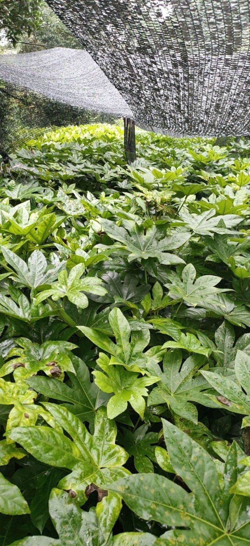 八角金盘杯苗，高度30-50厘米，大小杯，各种规格