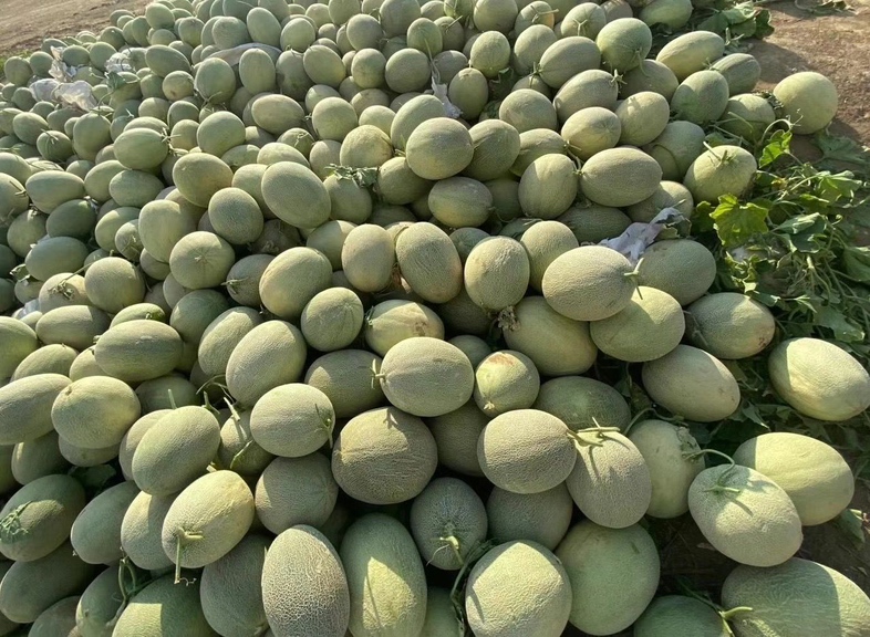 挑选新鲜网纹瓜的方法 网纹瓜挑选示意图