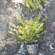 亮晶女贞杯苗，基地常年批发，各种规格，冠幅饱满