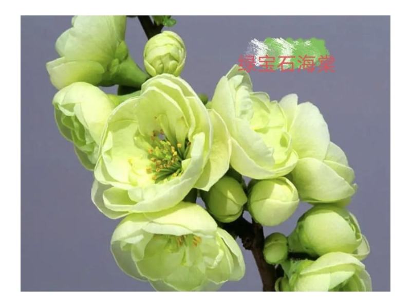 世界一海棠长寿冠海棠东洋锦海棠花仙女海棠
