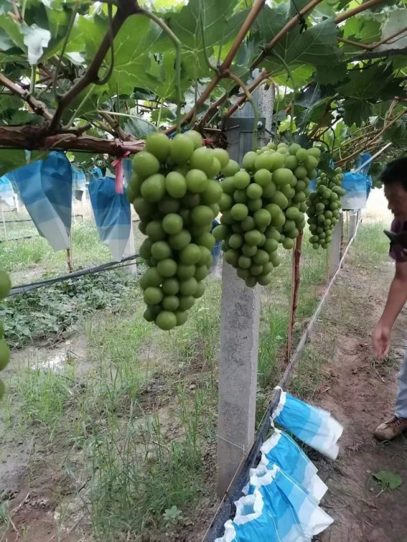 户县的阳光玫瑰葡萄颗粒大，糖度高，味道香甜，有各种规格。
