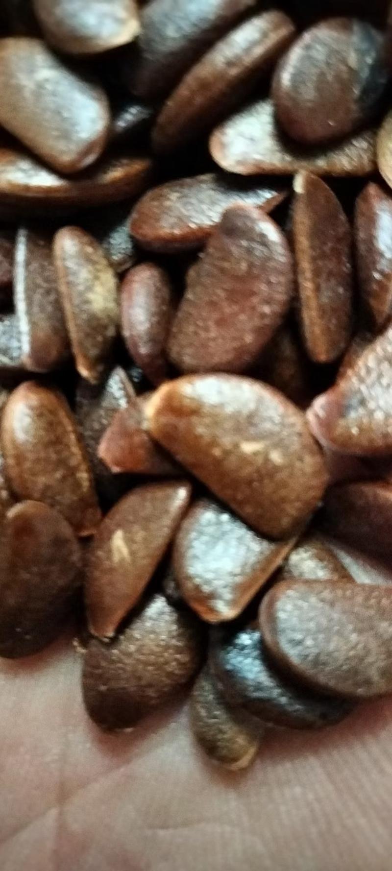 陕西富平大颗粒软枣种子一直被模仿从未被超越