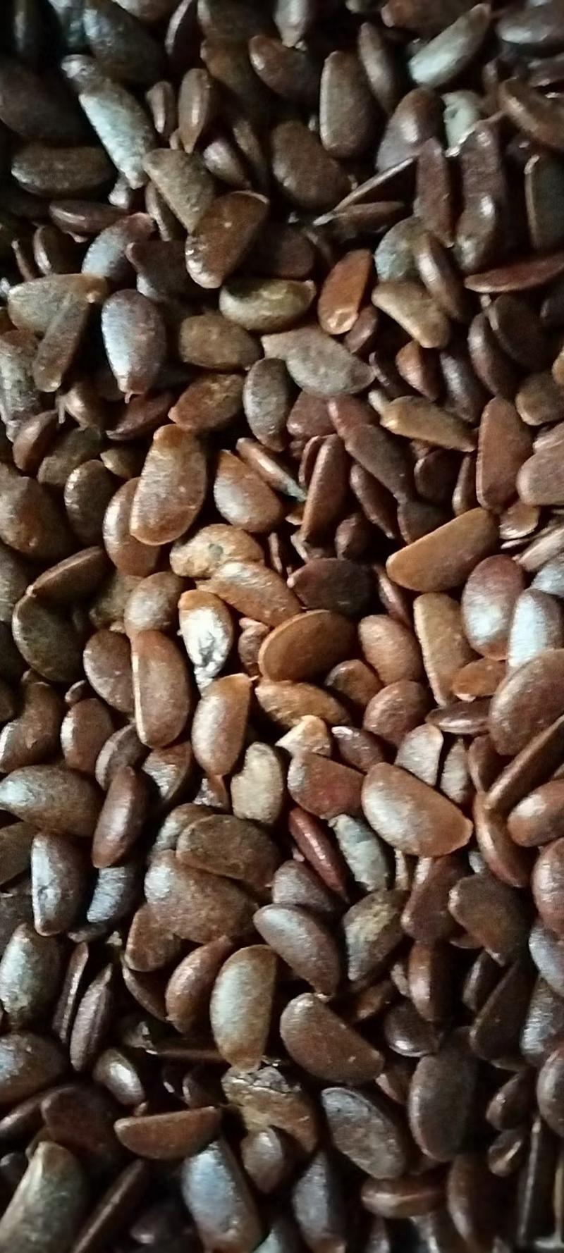 陕西富平大颗粒软枣种子一直被模仿从未被超越