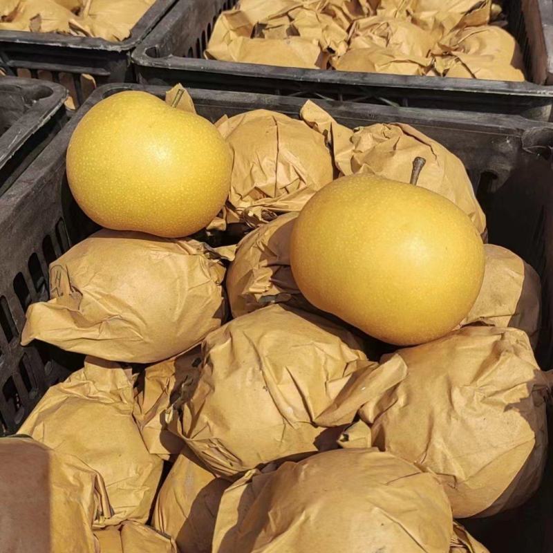 精品手选秋月梨，百亩基地，口感脆甜果皮光亮，大量供应