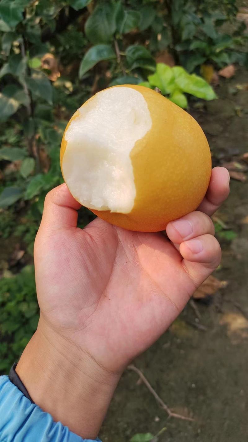 精品手选秋月梨，百亩基地，口感脆甜果皮光亮，大量供应