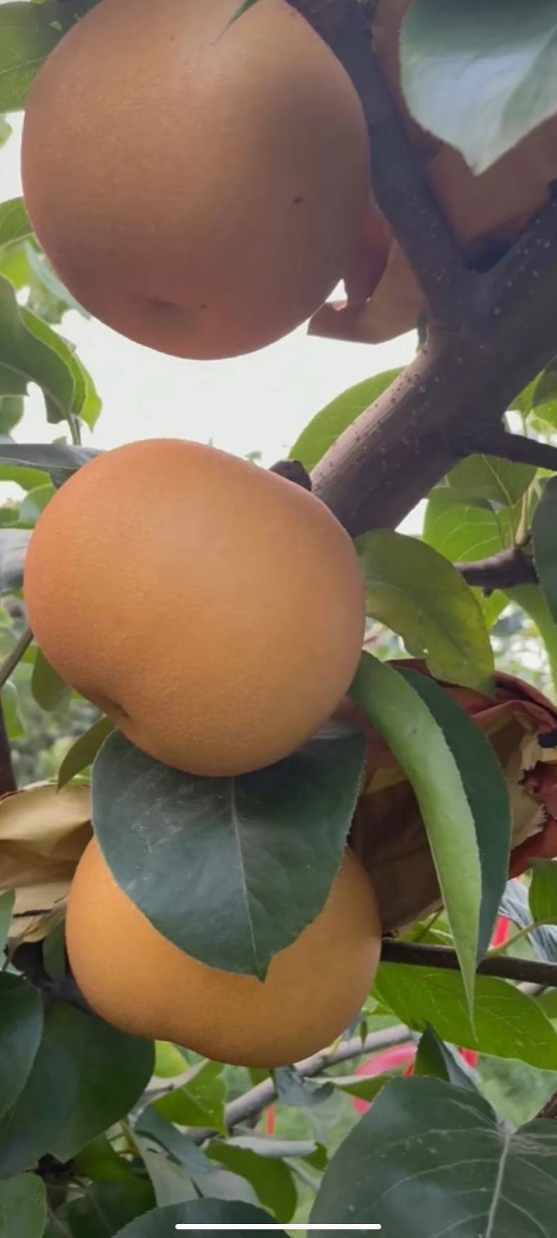 精品手选秋月梨，百亩基地，口感脆甜果皮光亮，大量供应