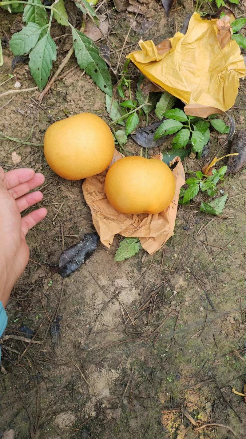 精品手选秋月梨，百亩基地，口感脆甜果皮光亮，大量供应
