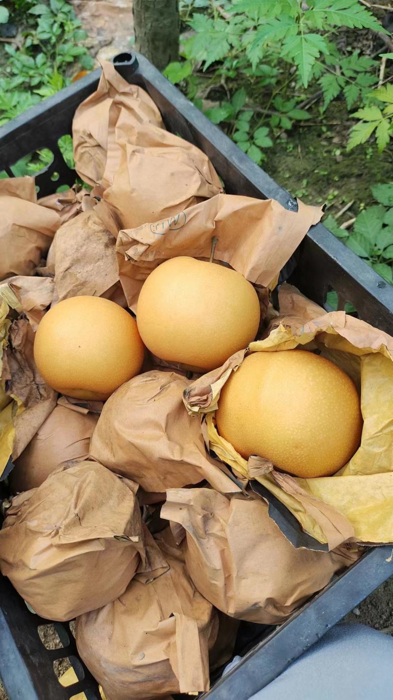 精品手选秋月梨，百亩基地，口感脆甜果皮光亮，大量供应