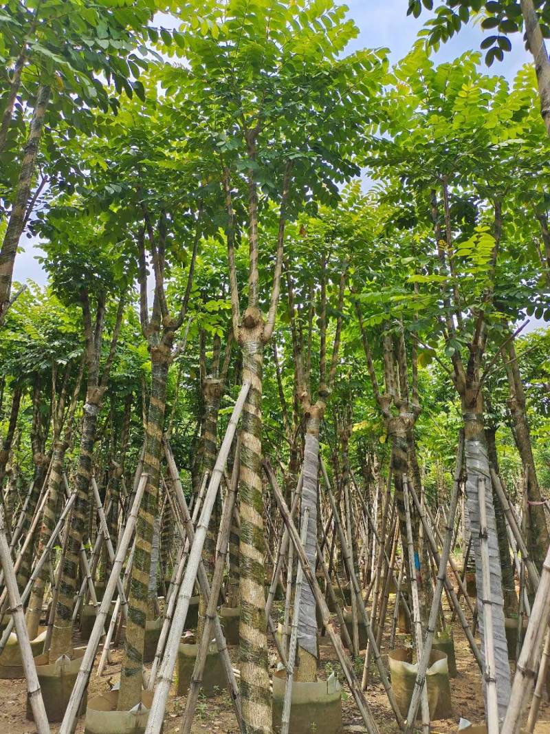 出售火焰木移植袋苗5-20公分需要的老板联系