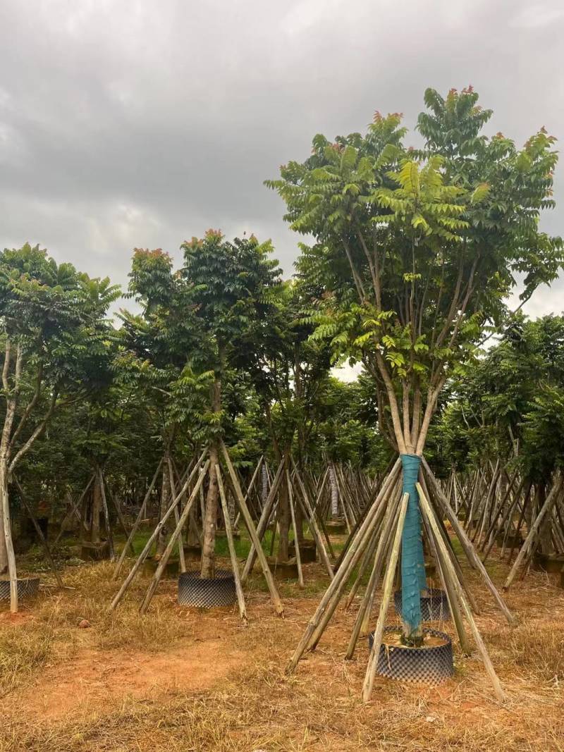 出售麻楝移植袋苗5-18公分需要的老板联系