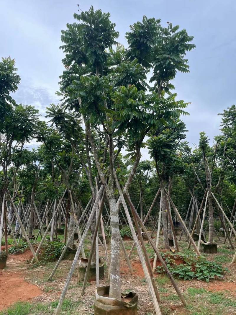 出售麻楝移植袋苗5-18公分需要的老板联系