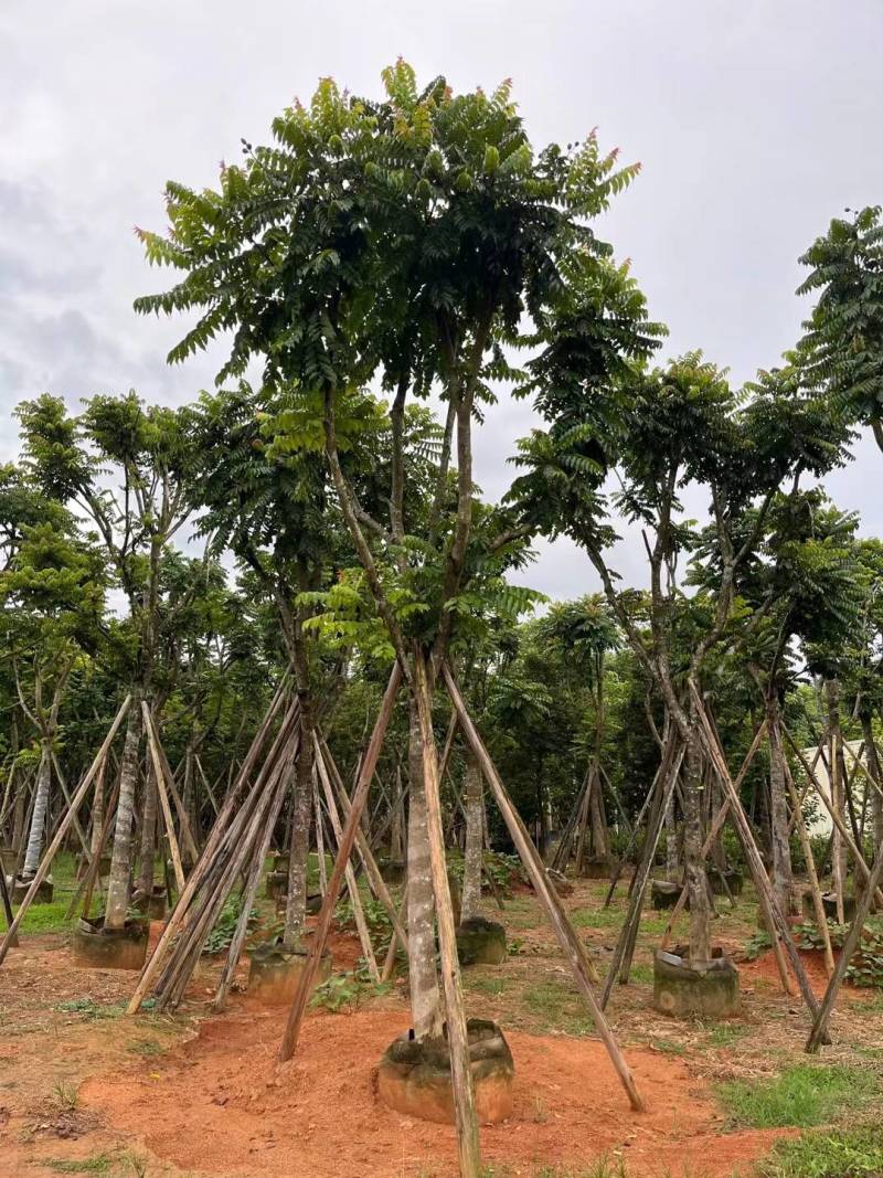 出售麻楝移植袋苗5-18公分需要的老板联系