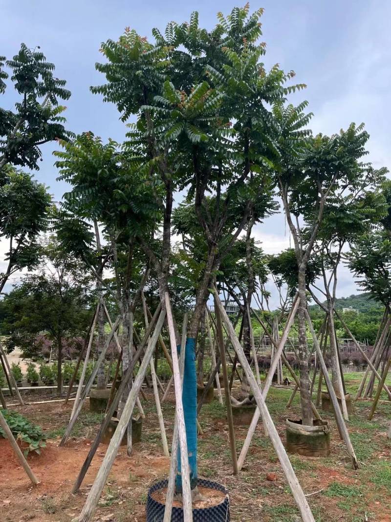 出售麻楝移植袋苗5-18公分需要的老板联系