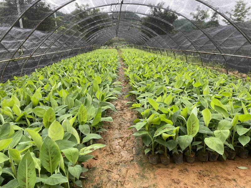 江城丰盛香蕉苗长期供应各种品种香蕉苗