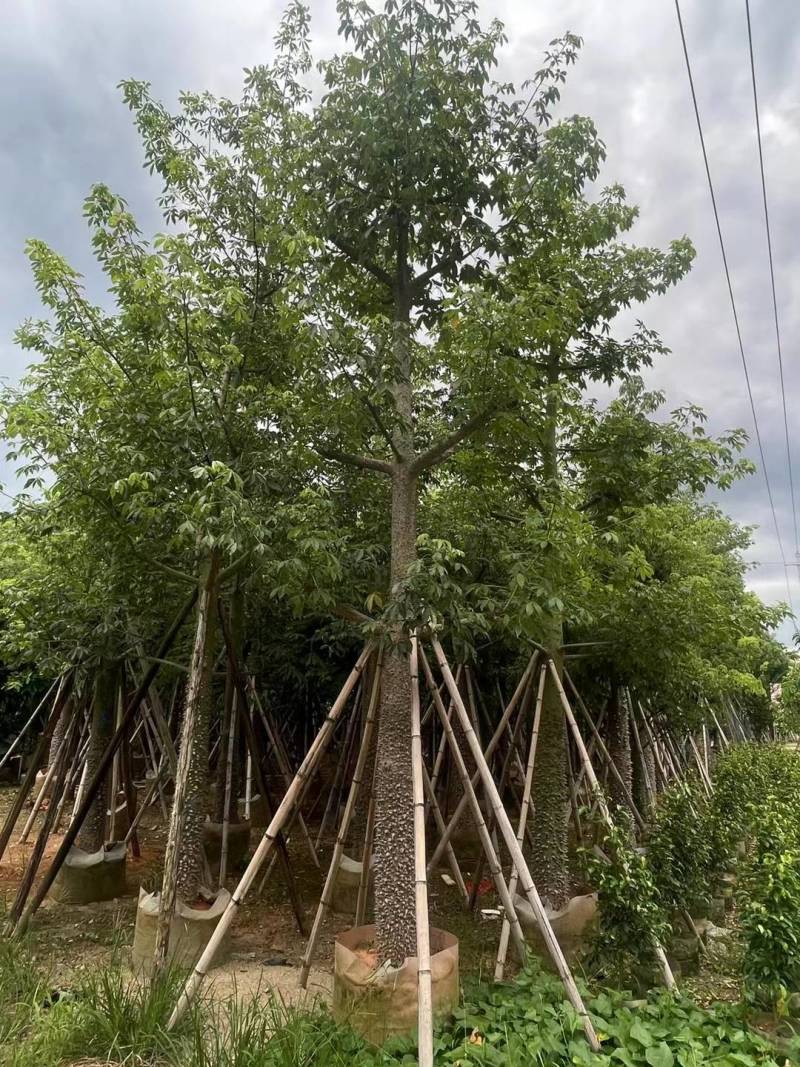 出售美丽木棉移植袋苗挖地苗需要的老板联系