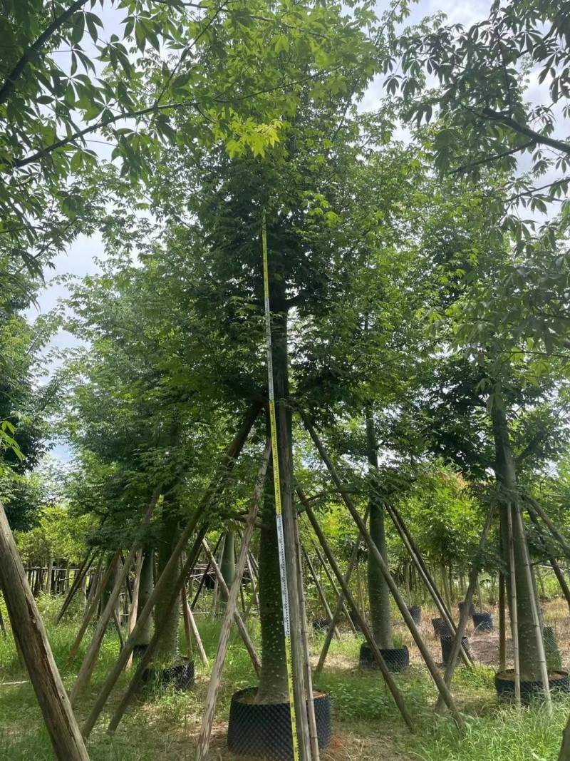 出售美丽木棉移植袋苗挖地苗需要的老板联系
