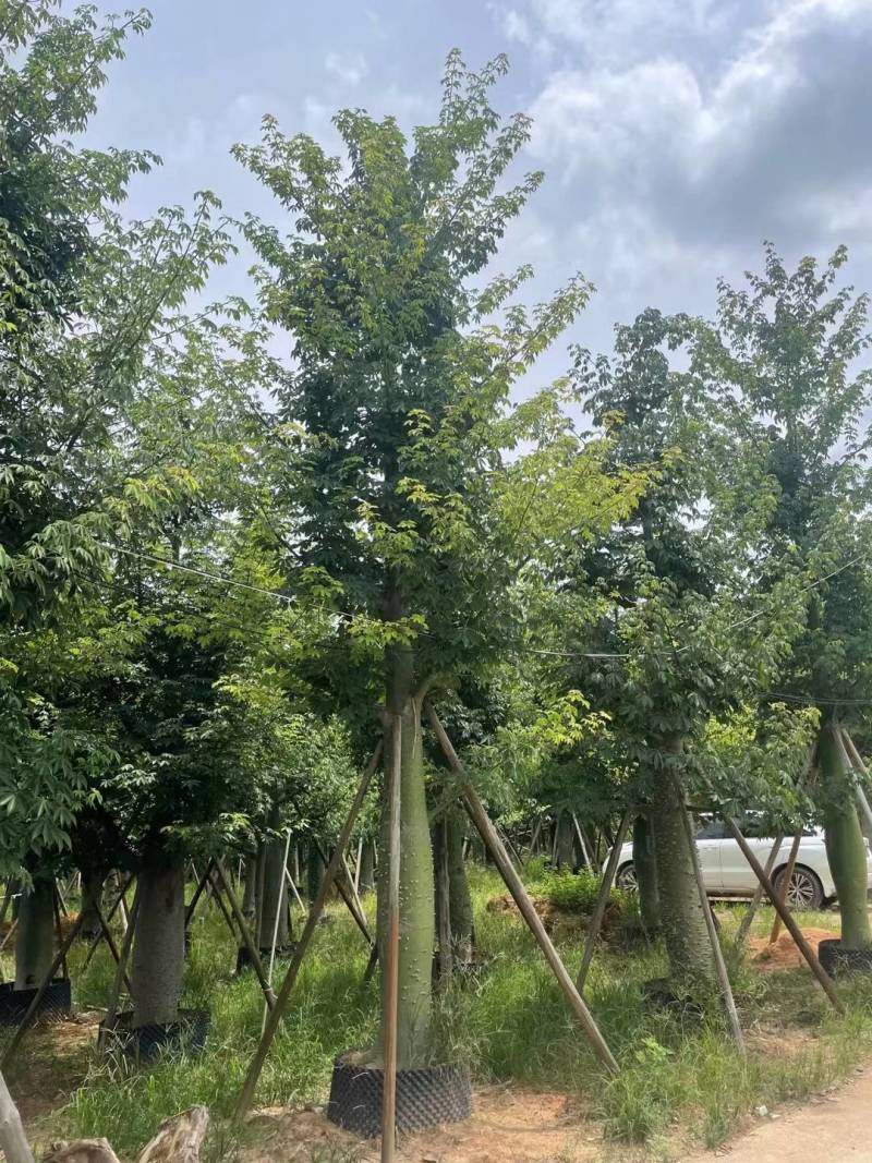 出售美丽木棉移植袋苗挖地苗需要的老板联系