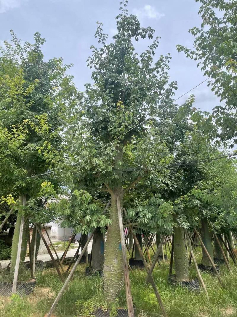 出售美丽木棉移植袋苗挖地苗需要的老板联系
