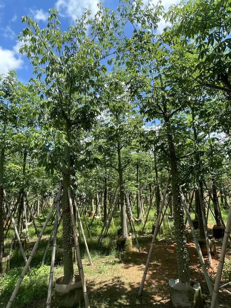 出售美丽木棉移植袋苗挖地苗需要的老板联系
