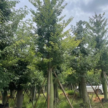 出售美丽木棉移植袋苗挖地苗需要的老板联系