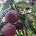 桃树苗：桃树实生苗，黄蟠，油蟠，黄桃，油桃，毛桃优良品种