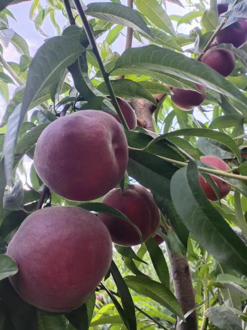 桃树苗：桃树实生苗，黄蟠，油蟠，黄桃，油桃，毛桃优良品种
