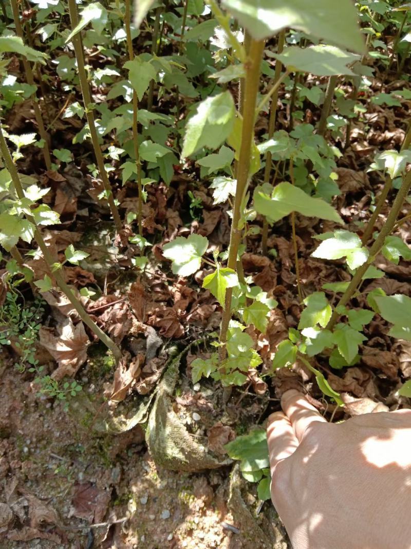 枫香容器杯苗产地批发，自家苗苗，发往全国各地。