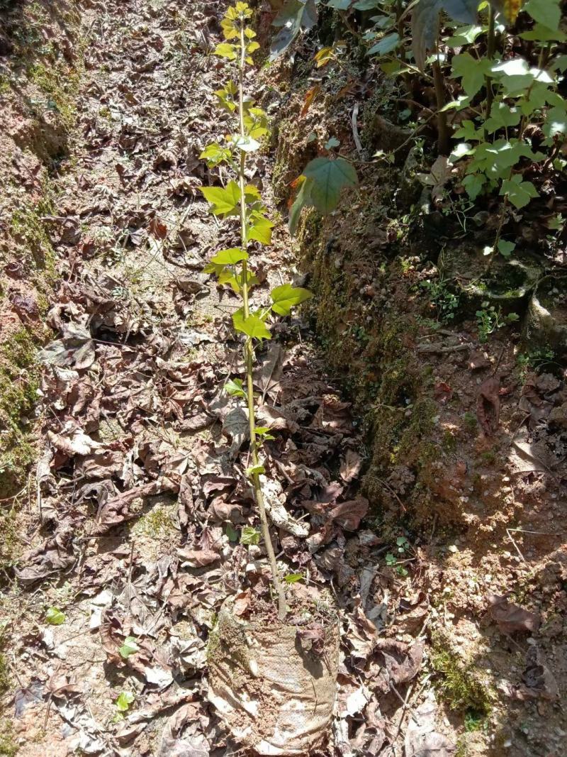 枫香容器杯苗产地批发，自家苗苗，发往全国各地。