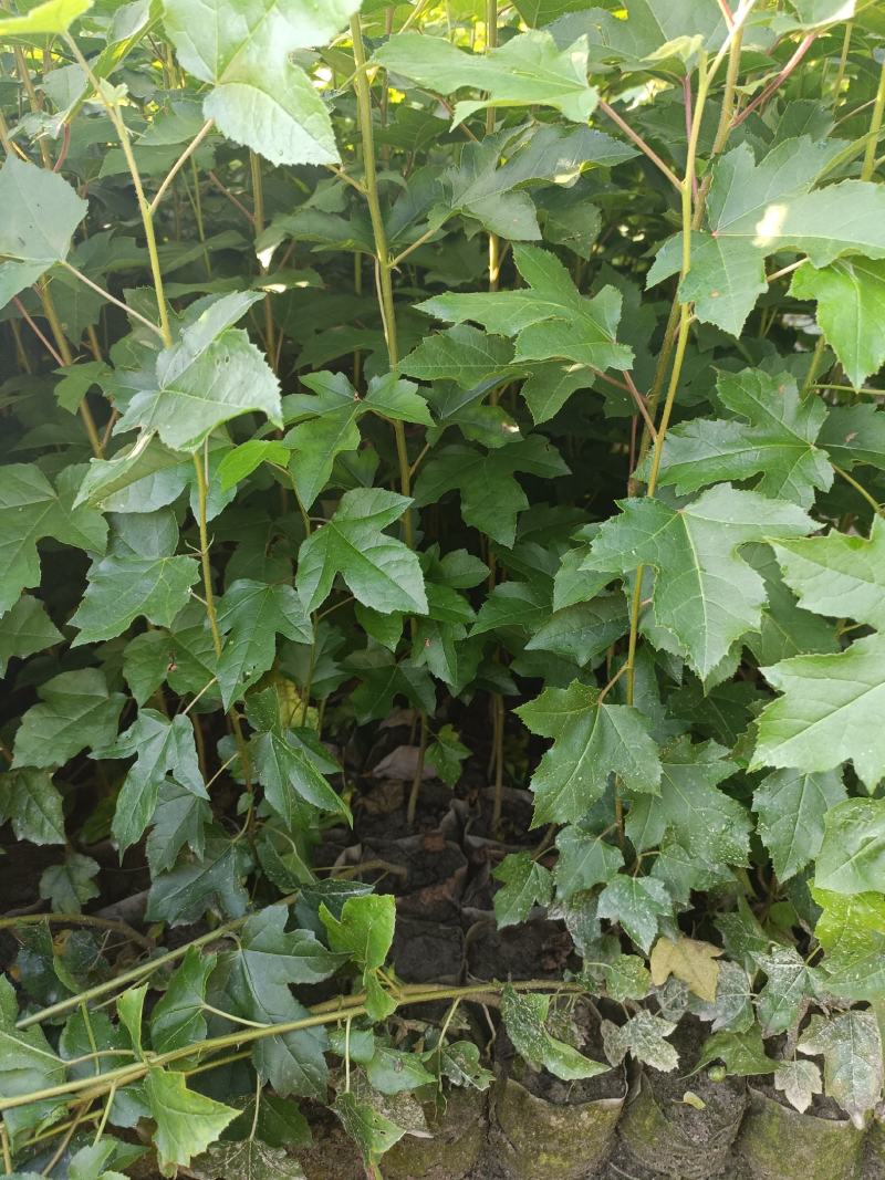 枫香容器杯苗产地批发，自家苗苗，发往全国各地。