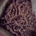 精品石菖蒲，干货量大质优，保质保量药用价值高，对接全国