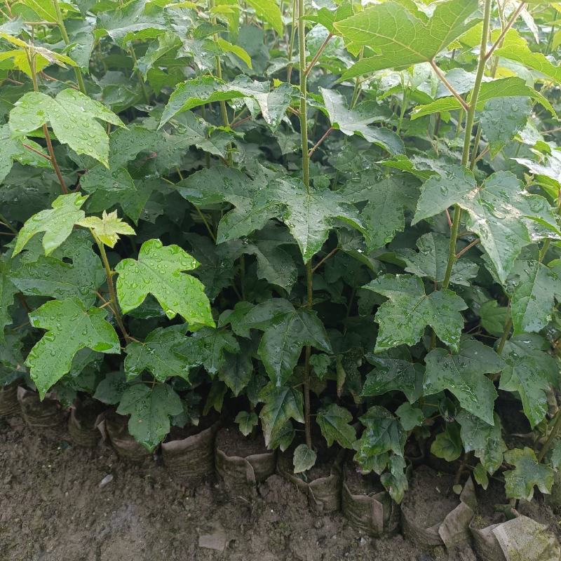 枫香容器杯苗产地批发，自家苗苗，发往全国各地。