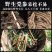 甘肃野生党参段无硫煲汤配黄芪当归批发一手货源大量供应