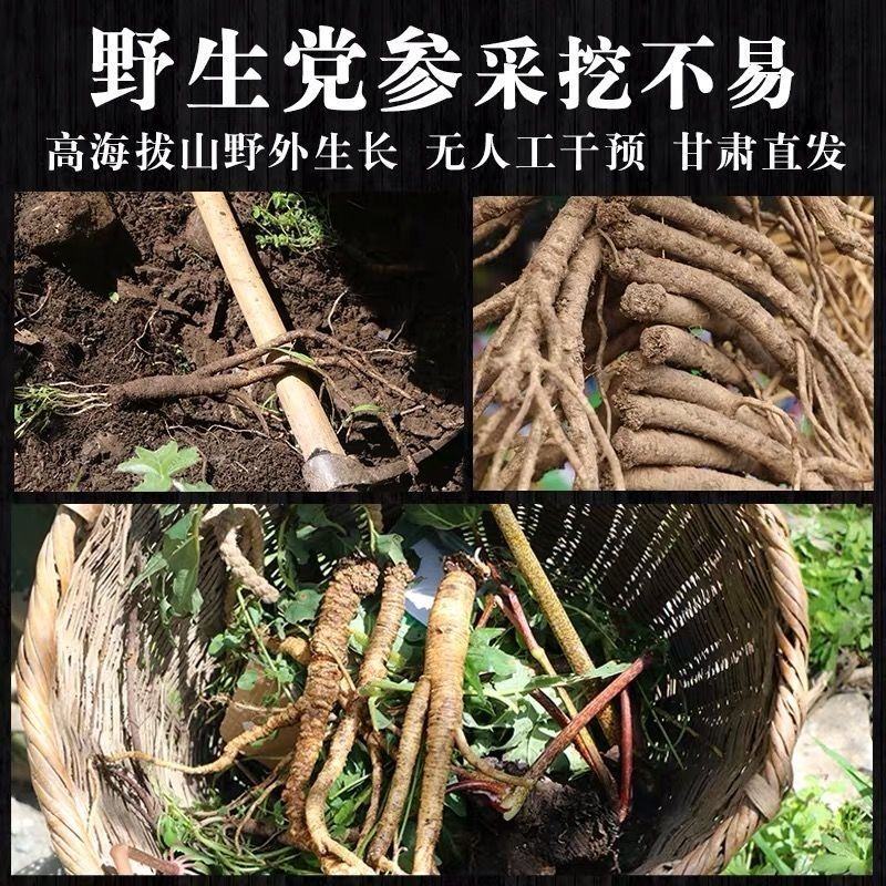甘肃野生党参段无硫煲汤配黄芪当归批发一手货源大量供应