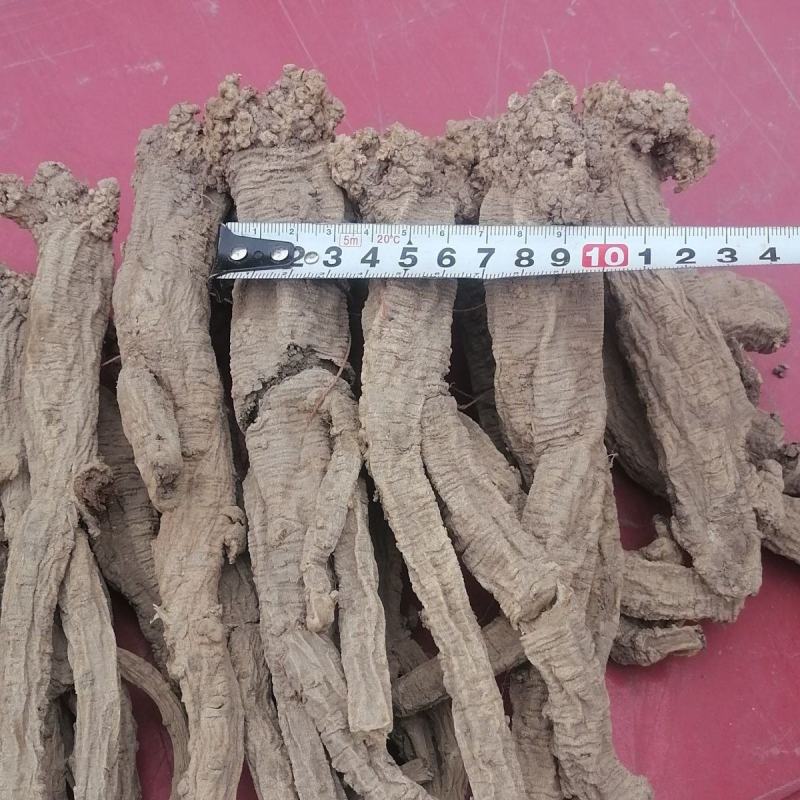 甘肃野生党参段无硫煲汤配黄芪当归批发一手货源大量供应