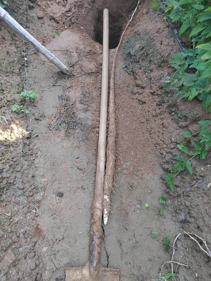 临漳县铁棍山药新货开挖了