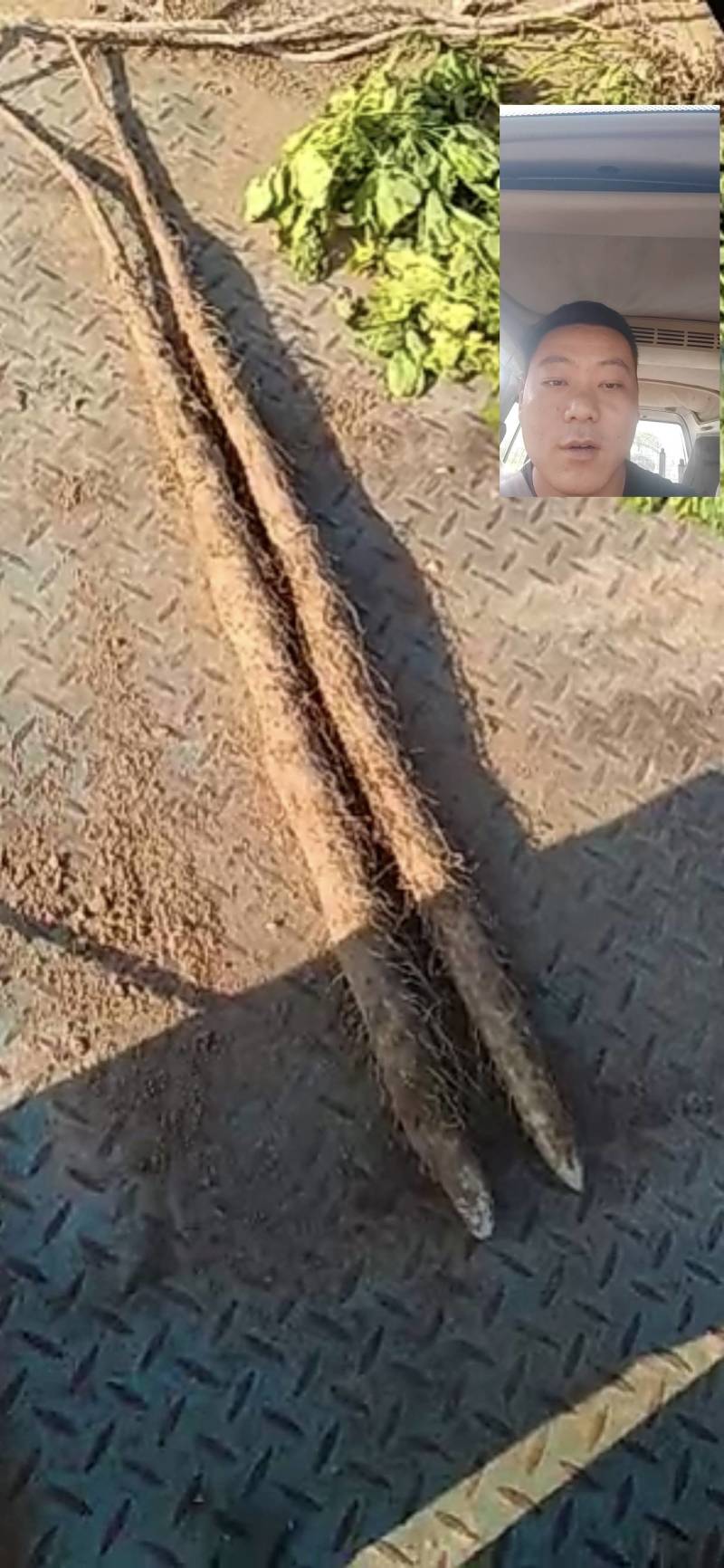 临漳县铁棍山药新货开挖了