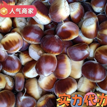 2025老树板栗。湖北羊毛栗。实力代办，价格可议。