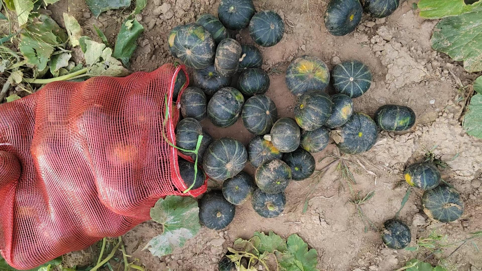 基地工作人员进行南瓜采收