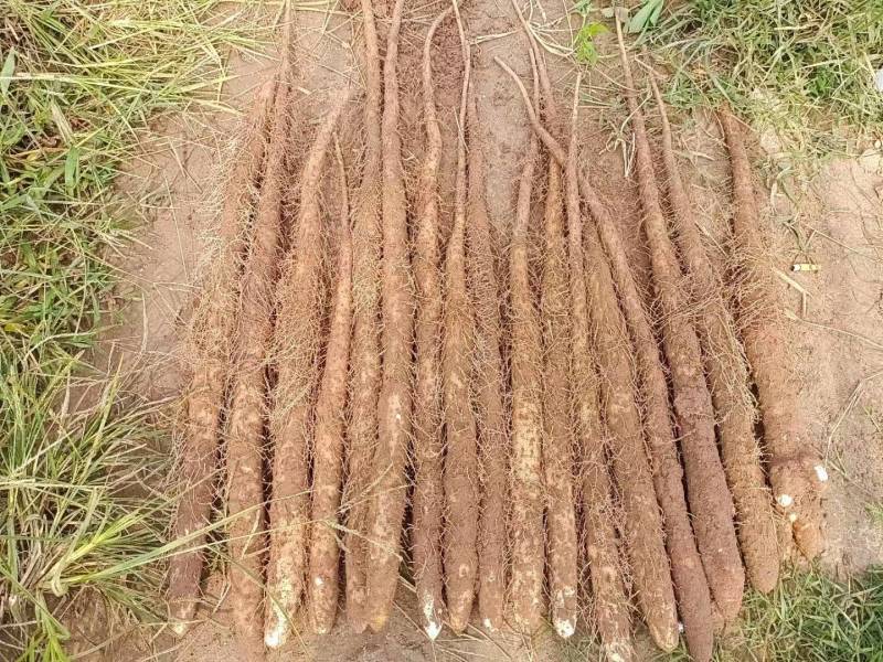 临漳铁棍山药开挖