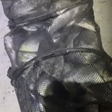 鱼