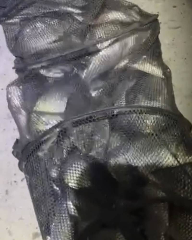 鱼