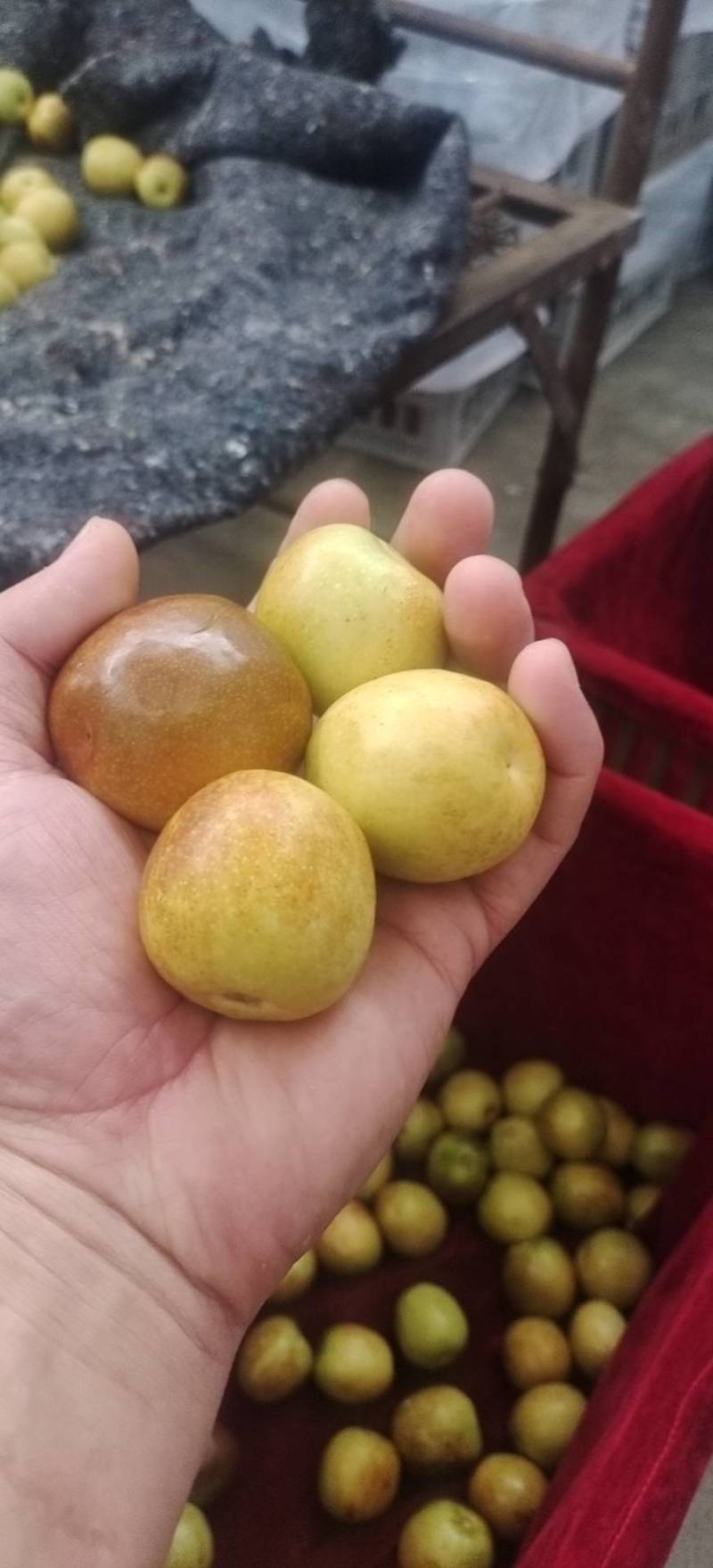 大荔冬枣大量供应中，正宗大荔冬枣，黄白带点红，无限量供应