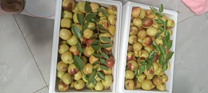 大荔冬枣大量供应中，正宗大荔冬枣，黄白带点红，无限量供应