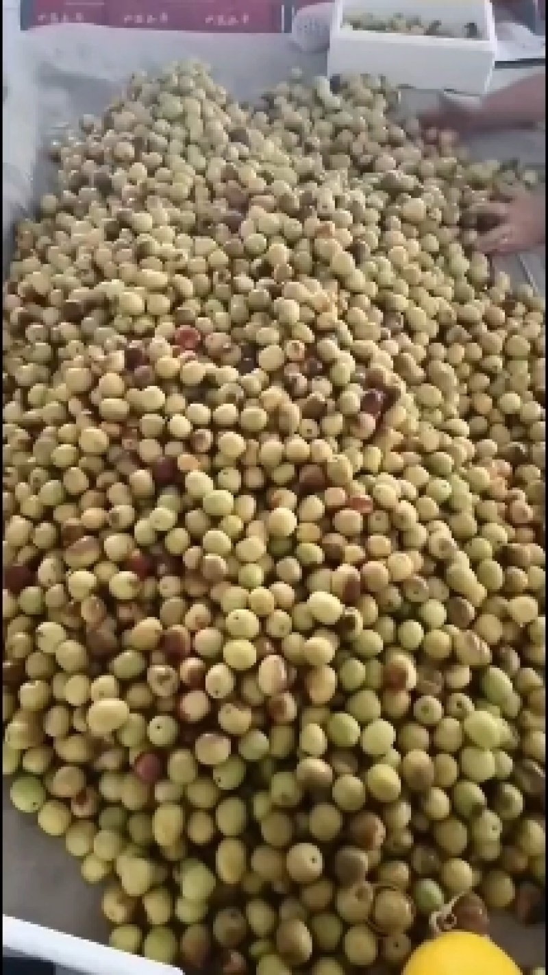 大荔冬枣大量供应中，正宗大荔冬枣，黄白带点红，无限量供应
